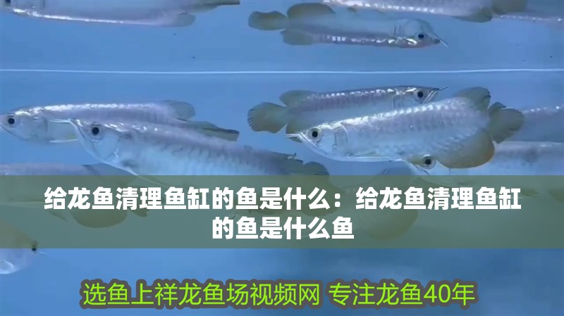 給龍魚清理魚缸的魚是什么：給龍魚清理魚缸的魚是什么魚