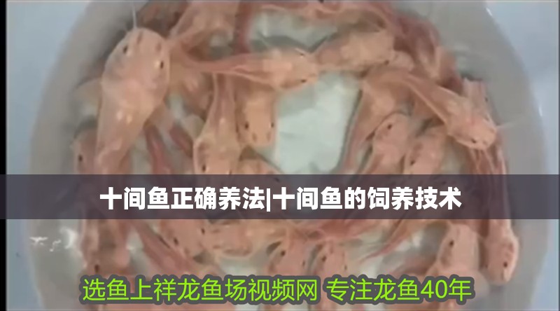十間魚正確養法|十間魚的飼養技術