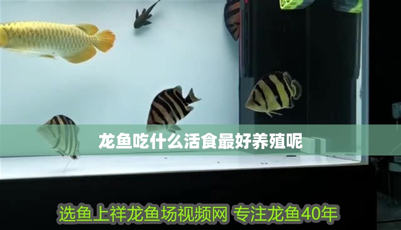 龍魚(yú)吃什么活食最好養(yǎng)殖呢