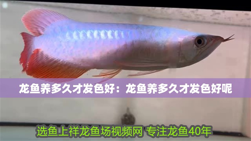 龍魚養(yǎng)多久才發(fā)色好：龍魚養(yǎng)多久才發(fā)色好呢