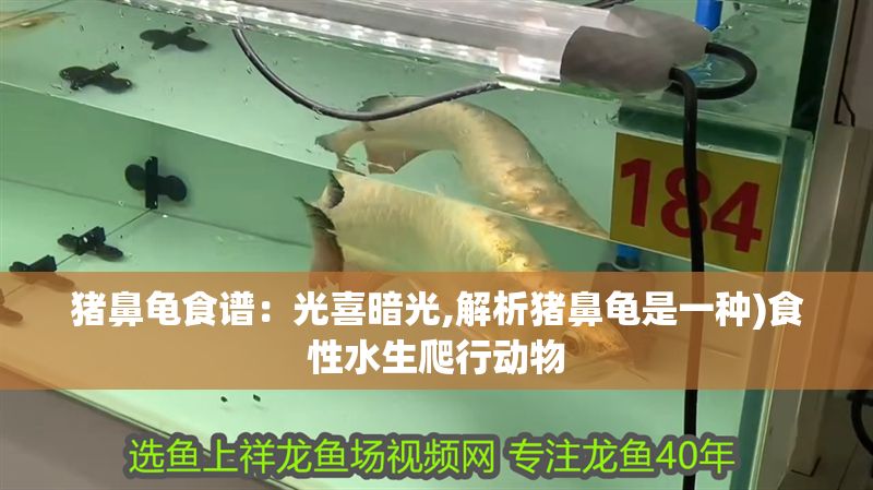 豬鼻龜食譜：光喜暗光,解析豬鼻龜是一種)食性水生爬行動物