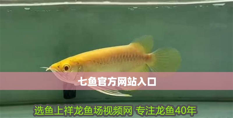 七魚官方網站入口