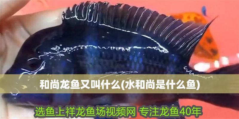 和尚龍魚又叫什么(水和尚是什么魚)