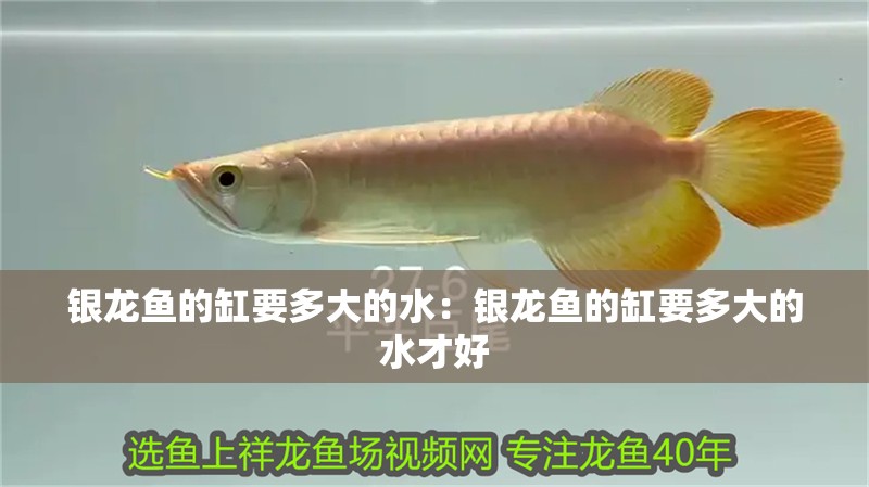 銀龍魚的缸要多大的水：銀龍魚的缸要多大的水才好