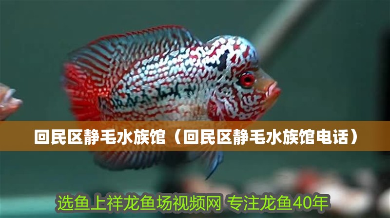 回民區(qū)靜毛水族館（回民區(qū)靜毛水族館電話）