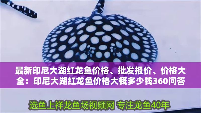 最新印尼大湖紅龍魚價格、批發報價、價格大全：印尼大湖紅龍魚價格大概多少錢360問答