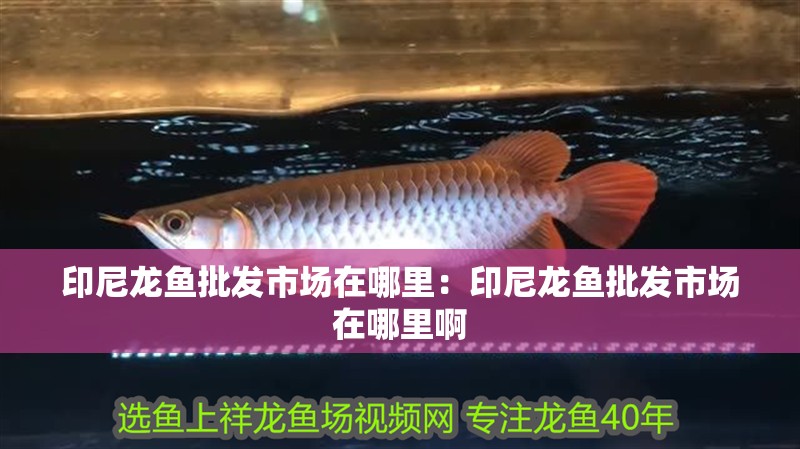印尼龍魚(yú)批發(fā)市場(chǎng)在哪里：印尼龍魚(yú)批發(fā)市場(chǎng)在哪里啊
