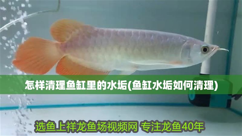 怎樣清理魚缸里的水垢(魚缸水垢如何清理)