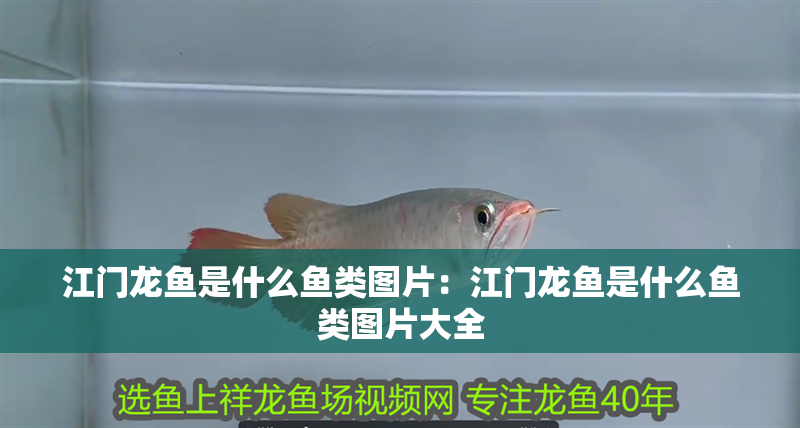 江門(mén)龍魚(yú)是什么魚(yú)類(lèi)圖片：江門(mén)龍魚(yú)是什么魚(yú)類(lèi)圖片大全