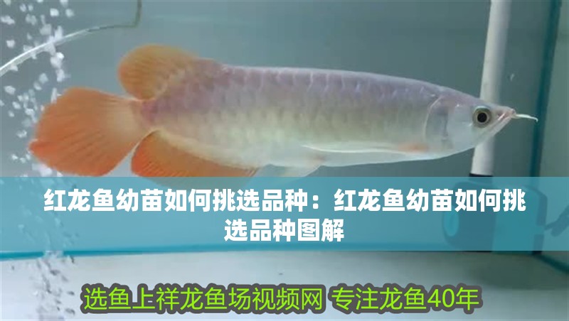紅龍魚幼苗如何挑選品種：紅龍魚幼苗如何挑選品種圖解