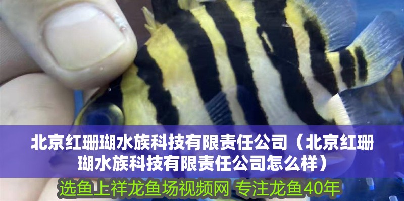 北京紅珊瑚水族科技有限責任公司（北京紅珊瑚水族科技有限責任公司怎么樣）