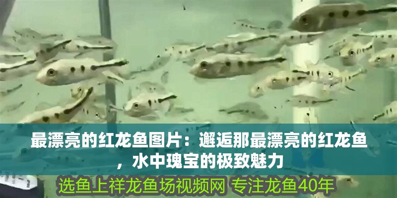 最漂亮的紅龍魚圖片：邂逅那最漂亮的紅龍魚，水中瑰寶的極致魅力