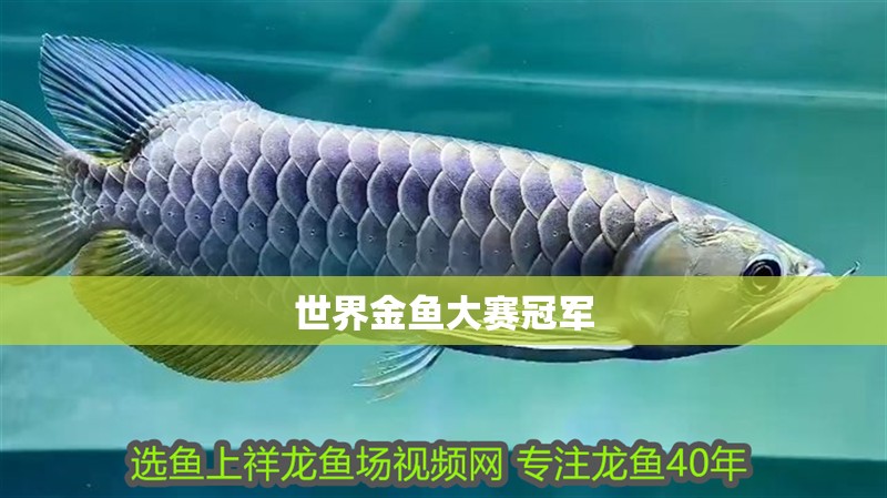 世界金魚大賽冠軍