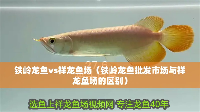 鐵嶺龍魚vs祥龍魚場（鐵嶺龍魚批發市場與祥龍魚場的區別）