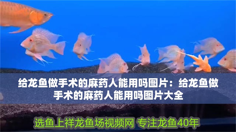給龍魚做手術的麻藥人能用嗎圖片：給龍魚做手術的麻藥人能用嗎圖片大全