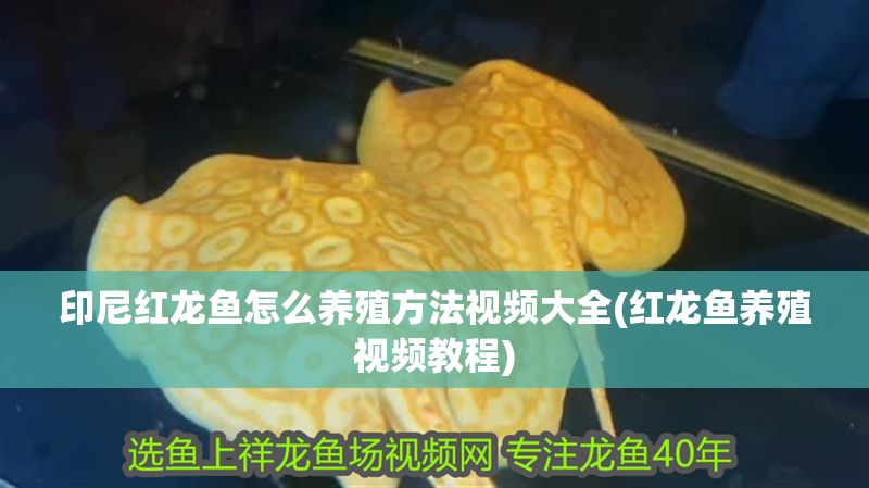 印尼紅龍魚怎么養(yǎng)殖方法視頻大全(紅龍魚養(yǎng)殖視頻教程)