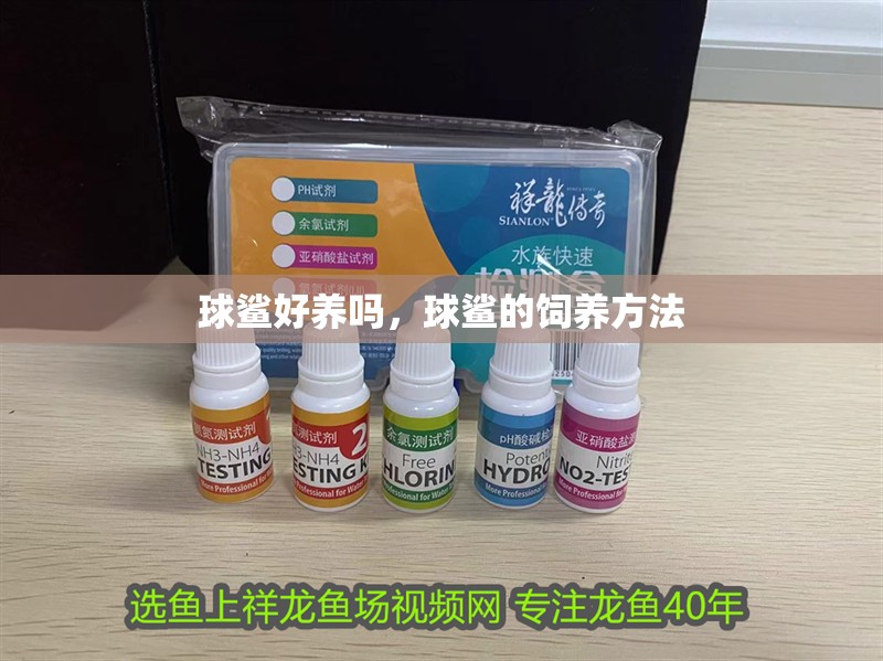 球鯊好養嗎，球鯊的飼養方法