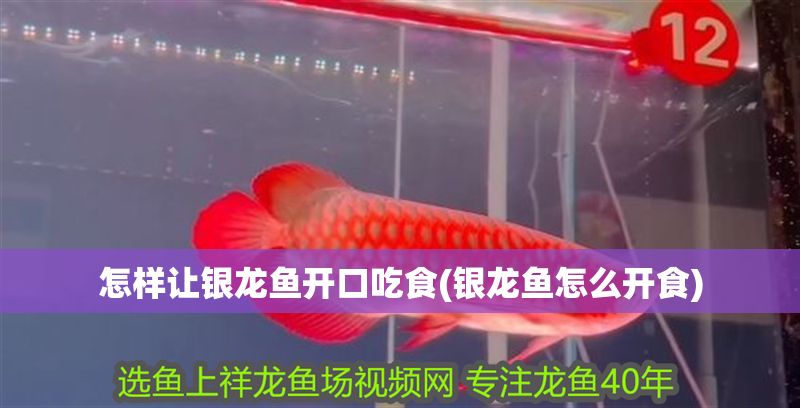 怎樣讓銀龍魚開口吃食(銀龍魚怎么開食)