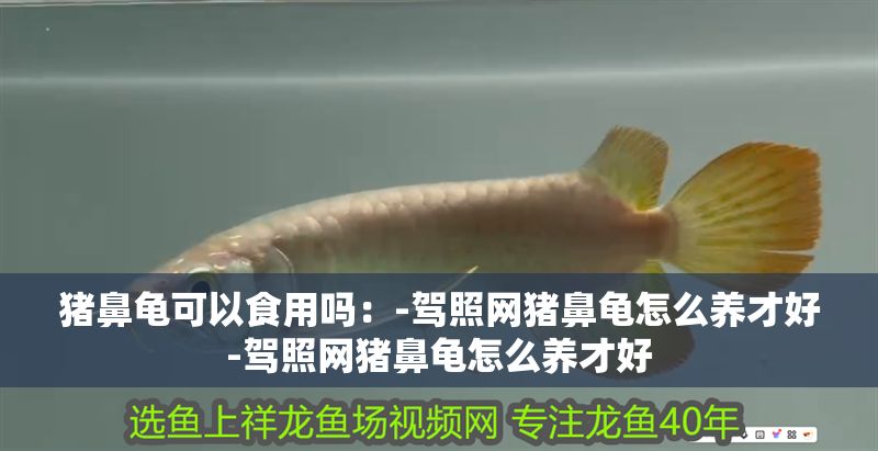 豬鼻龜可以食用嗎：-駕照網豬鼻龜怎么養才好-駕照網豬鼻龜怎么養才好