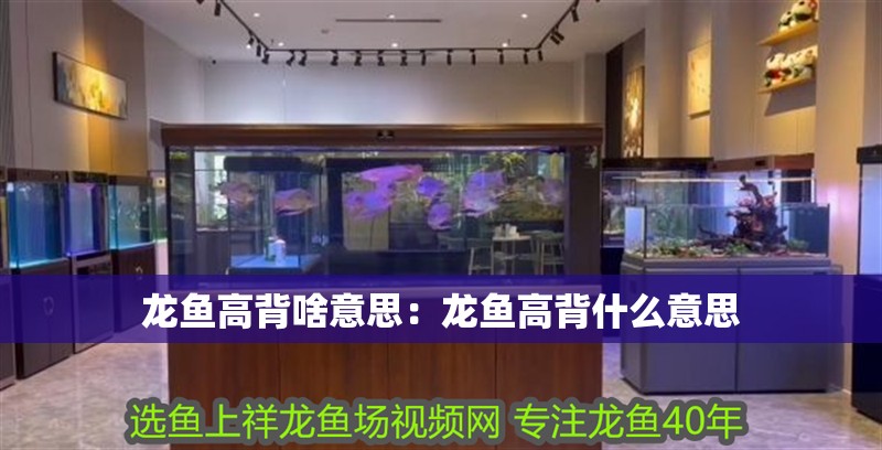 龍魚高背啥意思：龍魚高背什么意思