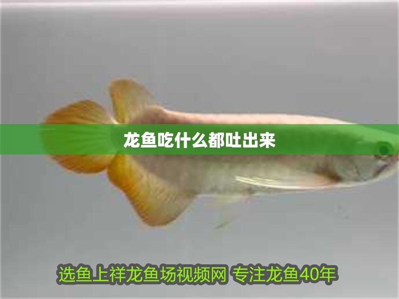 龍魚吃什么都吐出來