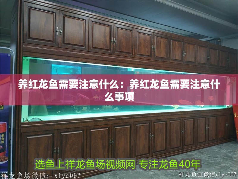 養(yǎng)紅龍魚需要注意什么：養(yǎng)紅龍魚需要注意什么事項