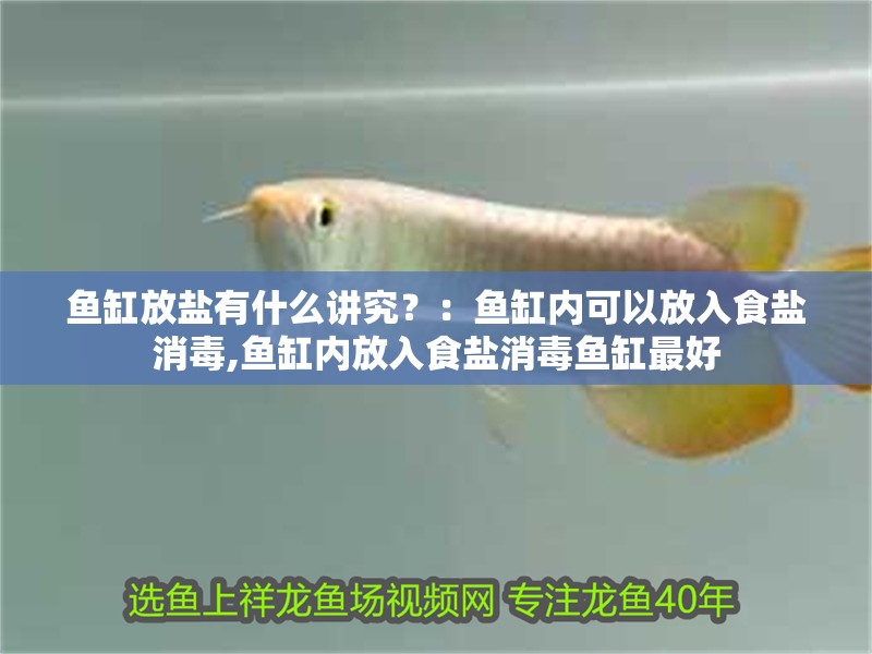 魚(yú)缸放鹽有什么講究？：魚(yú)缸內(nèi)可以放入食鹽消毒,魚(yú)缸內(nèi)放入食鹽消毒魚(yú)缸最好