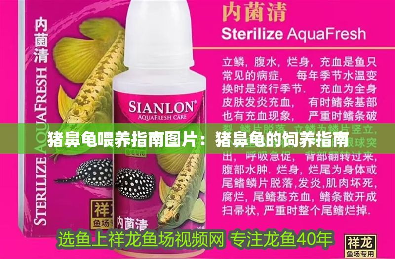 豬鼻龜喂養(yǎng)指南圖片：豬鼻龜?shù)娘曫B(yǎng)指南