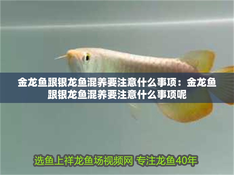 金龍魚跟銀龍魚混養要注意什么事項：金龍魚跟銀龍魚混養要注意什么事項呢