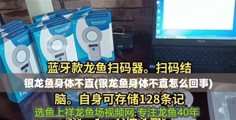 銀龍魚身體不直(銀龍魚身體不直怎么回事)
