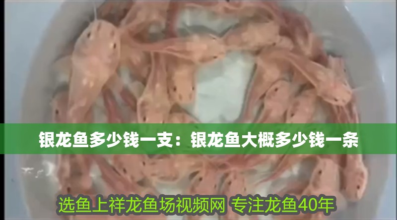 銀龍魚多少錢一支：銀龍魚大概多少錢一條