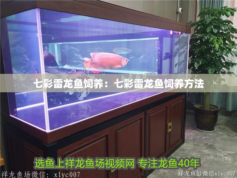 七彩雷龍魚飼養(yǎng)：七彩雷龍魚飼養(yǎng)方法