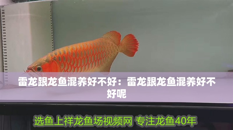 雷龍跟龍魚混養(yǎng)好不好：雷龍跟龍魚混養(yǎng)好不好呢