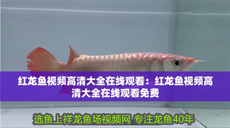 紅龍魚視頻高清大全在線觀看：紅龍魚視頻高清大全在線觀看免費(fèi)