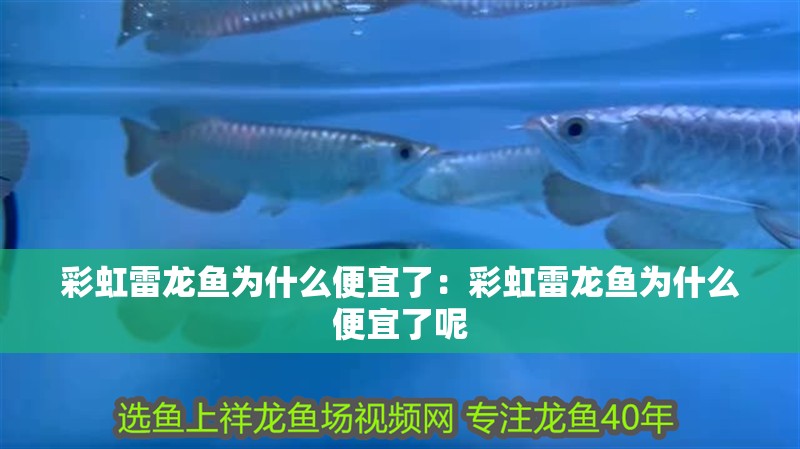 彩虹雷龍魚為什么便宜了：彩虹雷龍魚為什么便宜了呢