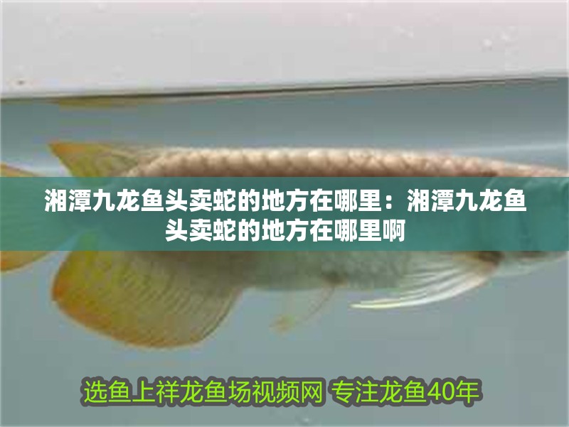 <strong><mark>湘潭</mark></strong>九龍魚頭賣蛇的地方在哪里：<strong><mark>湘潭</mark></strong>九龍魚頭賣蛇的地方在哪里啊