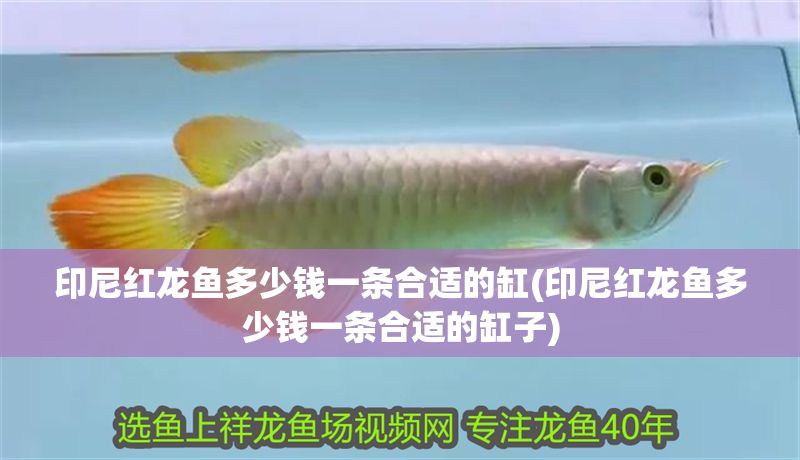 印尼紅龍魚多少錢一條合適的缸(印尼紅龍魚多少錢一條合適的缸子)