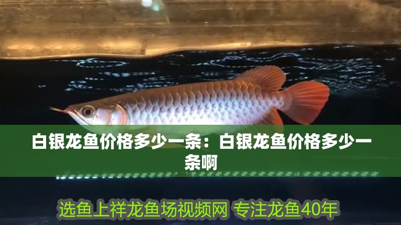 白銀龍魚價格多少一條：白銀龍魚價格多少一條啊