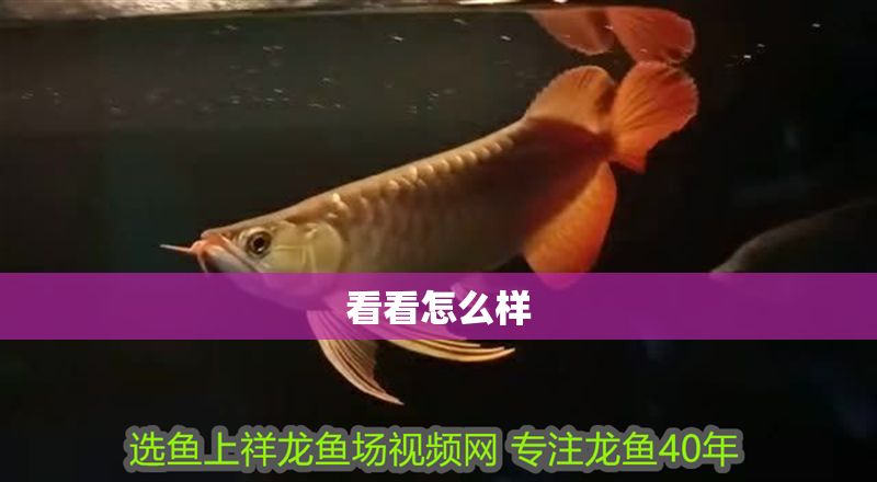 看看怎么樣