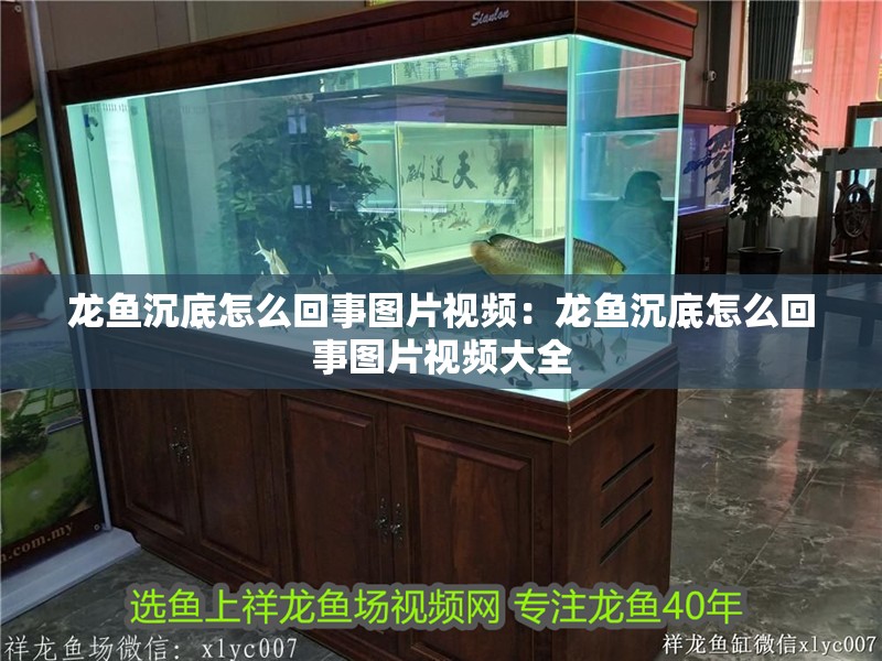 龍魚沉底怎么回事圖片視頻：龍魚沉底怎么回事圖片視頻大全
