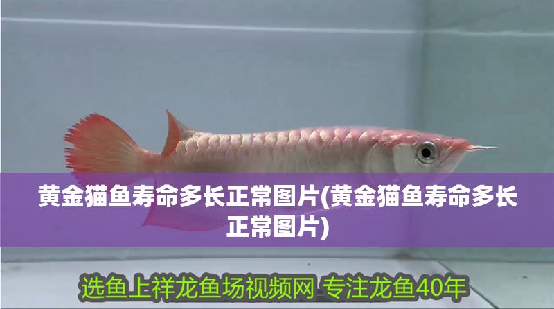 黃金貓魚壽命多長正常圖片(黃金貓魚壽命多長正常圖片)
