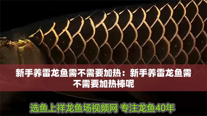 新手養雷龍魚需不需要加熱：新手養雷龍魚需不需要加熱棒呢