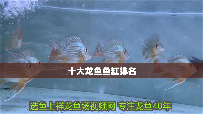 十大龍魚魚缸排名