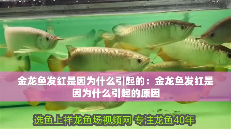 金龍魚發(fā)紅是因為什么引起的：金龍魚發(fā)紅是因為什么引起的原因
