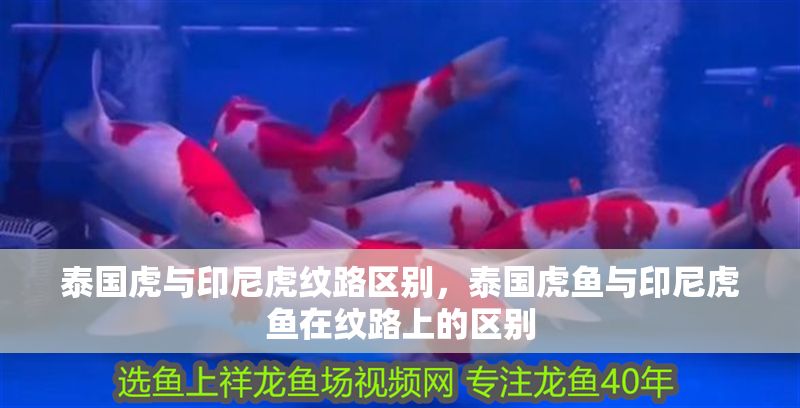 泰國虎與印尼虎紋路區(qū)別，泰國虎魚與印尼虎魚在紋路上的區(qū)別