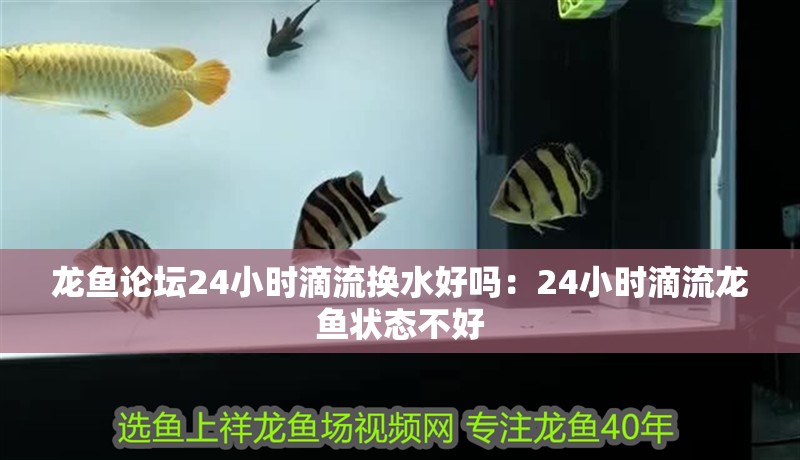 龍魚論壇24小時滴流換水好嗎：24小時滴流龍魚狀態不好