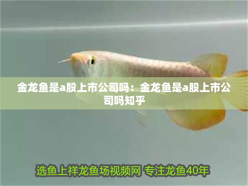 金龍魚是a股上市公司嗎：金龍魚是a股上市公司嗎知乎