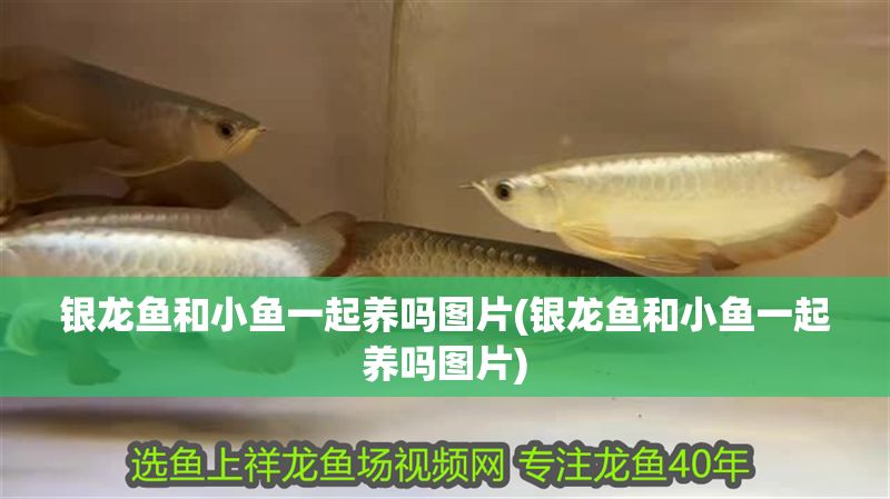 銀龍魚和小魚一起養(yǎng)嗎圖片(銀龍魚和小魚一起養(yǎng)嗎圖片)