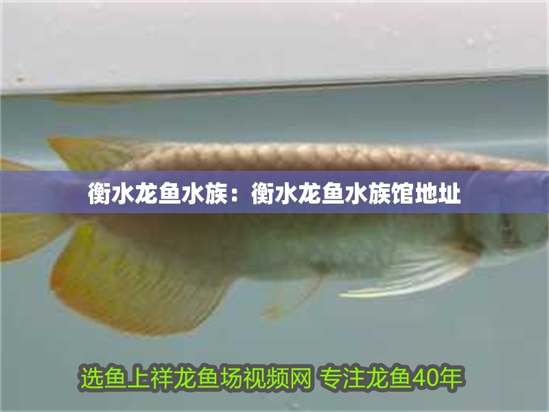 衡水龍魚(yú)水族：衡水龍魚(yú)水族館地址