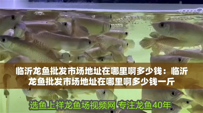臨沂龍魚批發市場地址在哪里啊多少錢：臨沂龍魚批發市場地址在哪里啊多少錢一斤